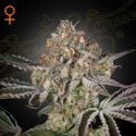 Tubarão Branco (Greenhouse Seeds) feminizada