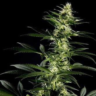 Himalaya Gold (Greenhouse Seeds) feminizada