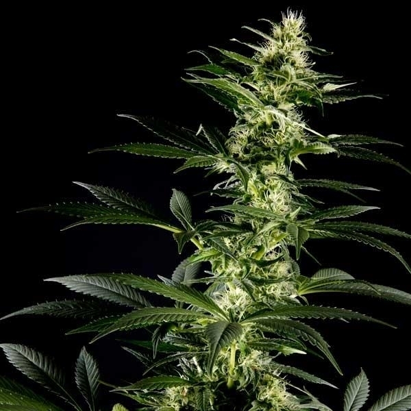 Himalaya Gold (Greenhouse Seeds) feminizada