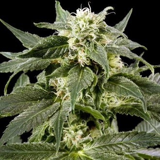 Himalaya Gold (Greenhouse Seeds) feminizada