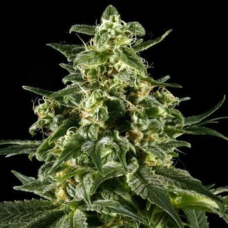 Himalaya Gold (Greenhouse Seeds) feminizada
