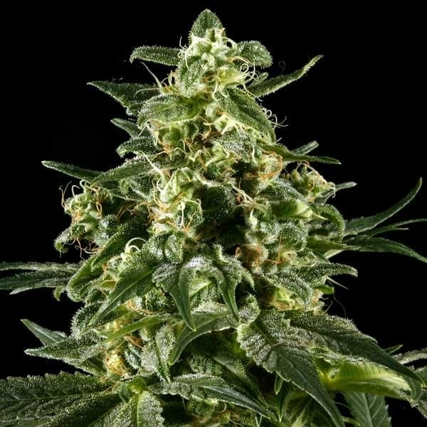 Himalaya Gold (Greenhouse Seeds) feminizada