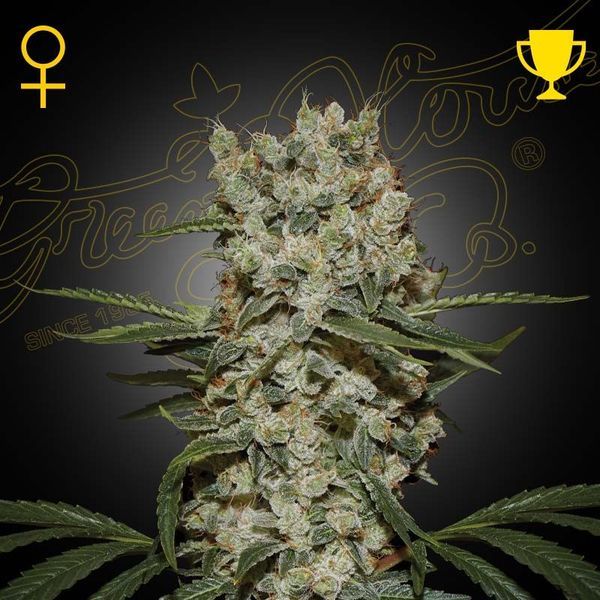 Super Silver Haze (Greenhouse Seeds) feminizada