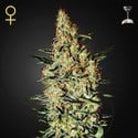 Neville's Haze (Greenhouse Seeds) feminizada