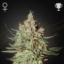GH Cheese (Greenhouse Seeds) feminizada