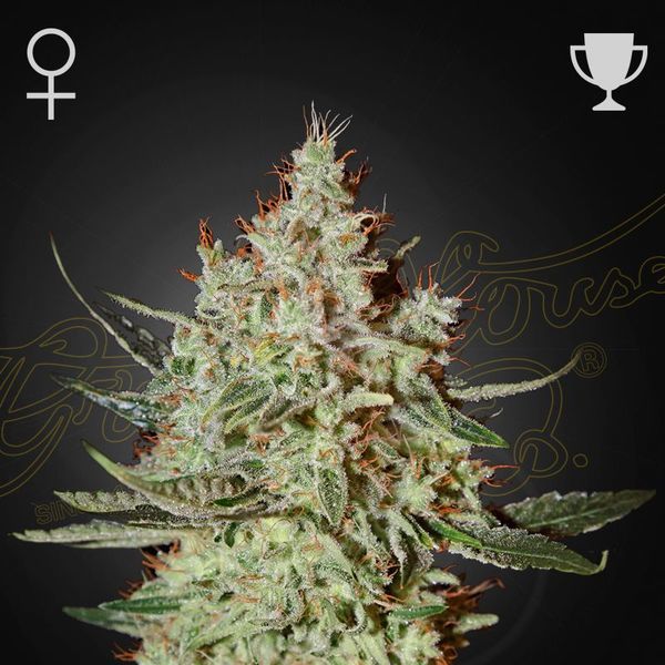 GH Cheese (Greenhouse Seeds) feminizada