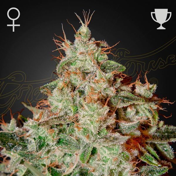 Lemon Skunk (Greenhouse Seeds) feminizada