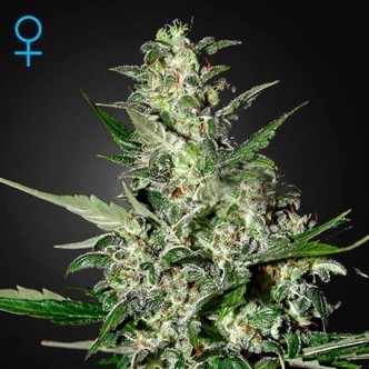 Super Critical Autoflorescentes (Greenhouse Seeds) feminizadas