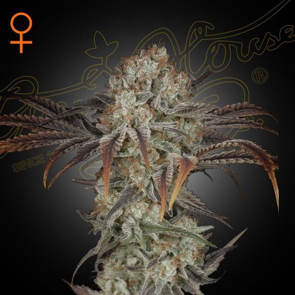 Money Maker (Strain Hunters) feminizada