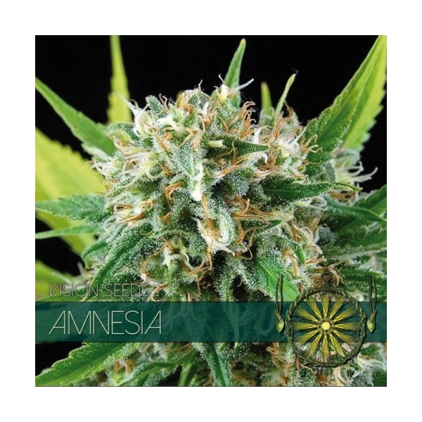 Amnesia (Vision Seeds) feminizada