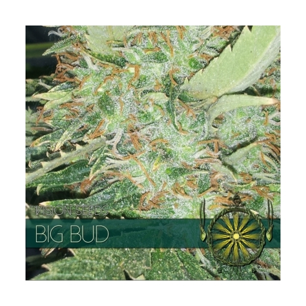 Big Bud (Vision Seeds) feminizada