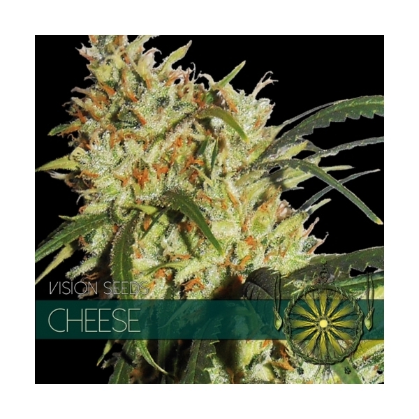 Cheese (Vision Seeds) feminizada