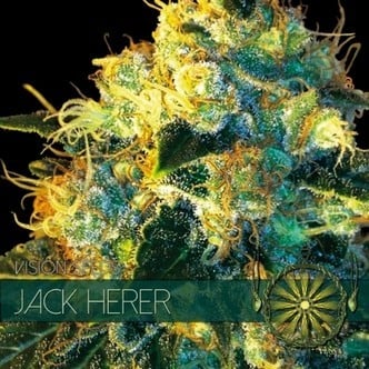 Jack Herer (Vision Seeds) Feminizada