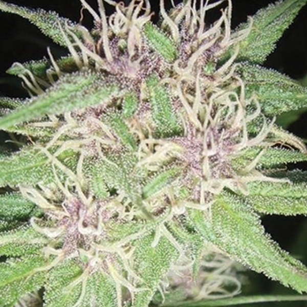 Jack Herer (Vision Seeds) Feminizada