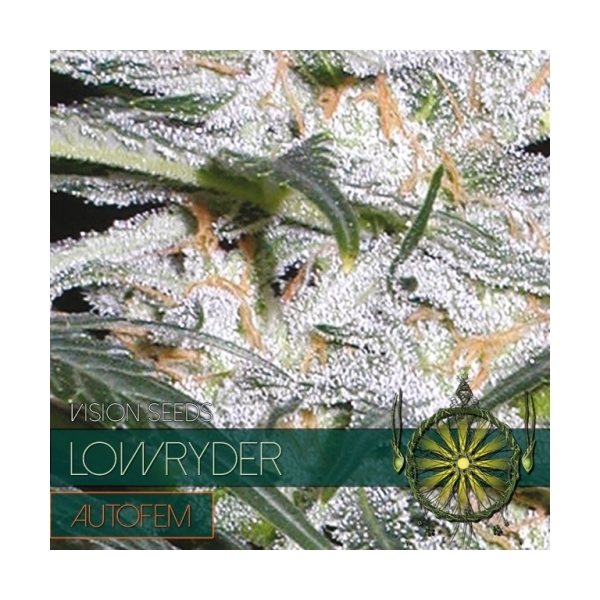 Lowryder (Vision Seeds) feminizada
