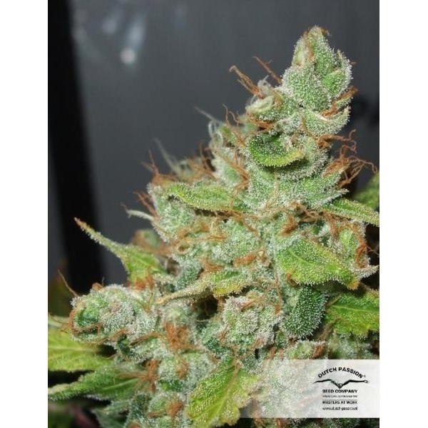 Orange Hill Special (Dutch Passion) feminizada