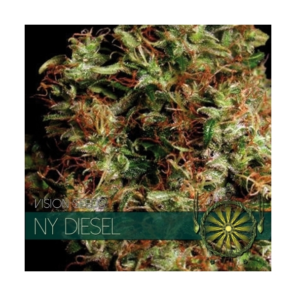 NY Diesel (Vision Seeds) feminizada