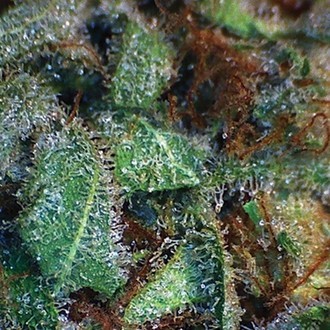 NY Diesel (Vision Seeds) feminizada