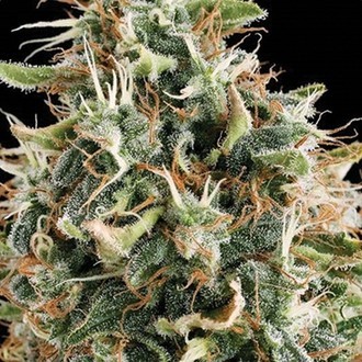 White Widow (Vision Seeds) feminizada