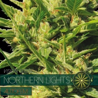 Northern Lights Autoflorescente (Vision Seeds) feminizada