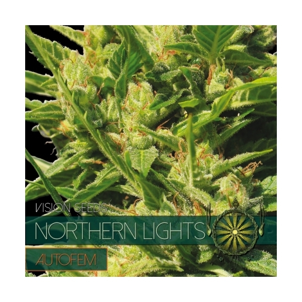Northern Lights Autoflorescente (Vision Seeds) feminizada