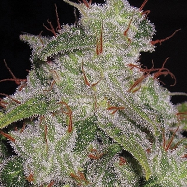 Northern Lights Autoflorescente (Vision Seeds) feminizada
