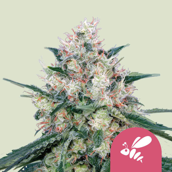 Honey Cream - Floração Rápida (Royal Queen Seeds) feminizada