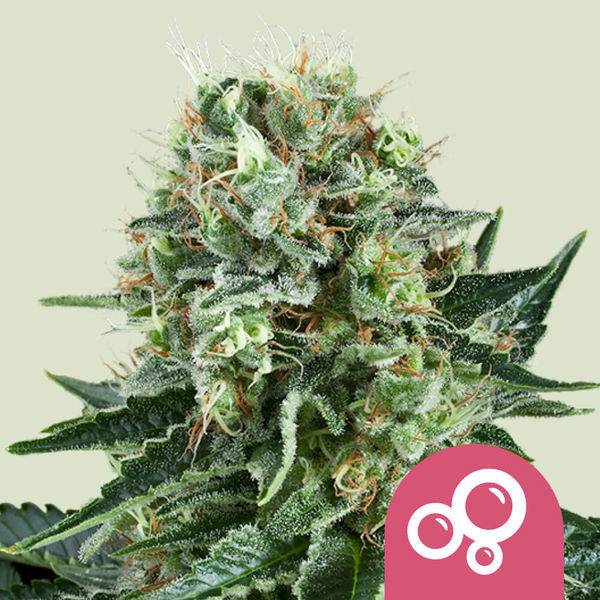 Bubble Kush (Royal Queen Seeds) feminizada