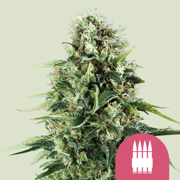 Royal AK (Royal Queen Seeds) feminizada