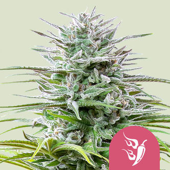 Speedy Chile - Floração Rápida (Royal Queen Seeds) feminizada