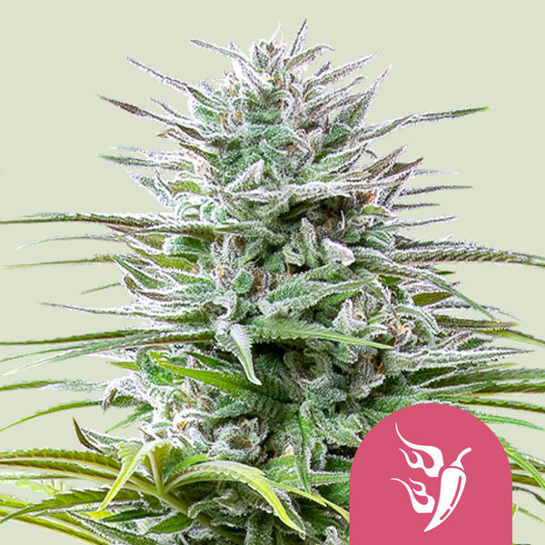 Speedy Chile - Floração Rápida (Royal Queen Seeds) feminizada