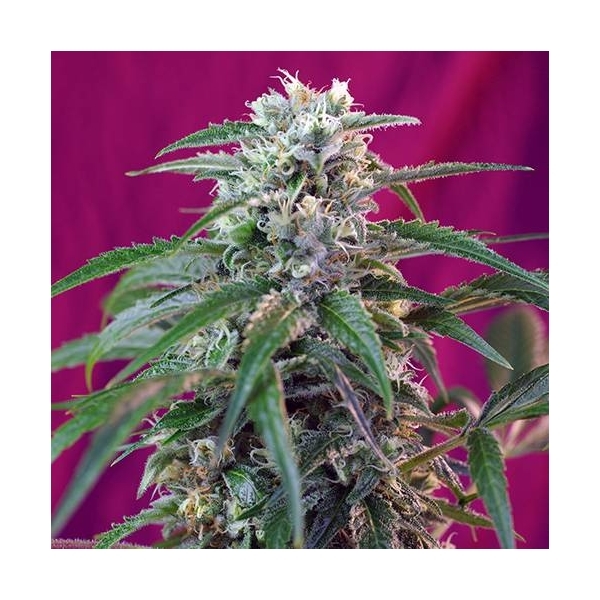 Green Poison Auto (Sweet Seeds) feminizada