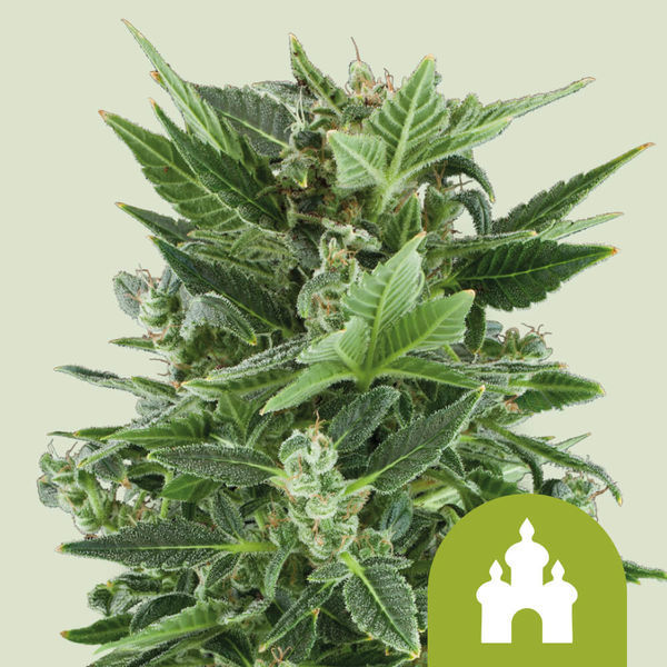 Royal Kush Autoflorescente (Royal Queen Seeds) feminizada