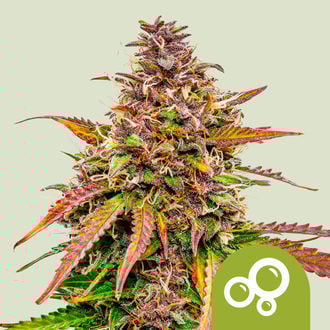 Bubble Kush Autoflorescente (Royal Queen Seeds) feminizada