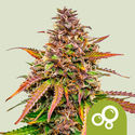 Bubble Kush Autoflorescente (Royal Queen Seeds) feminizada