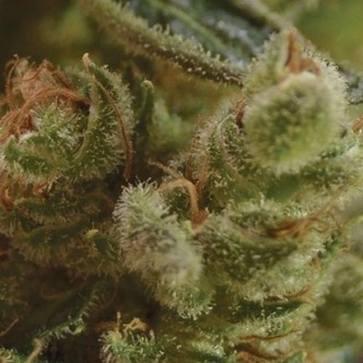 One To One (Sementes CBD) feminizadas