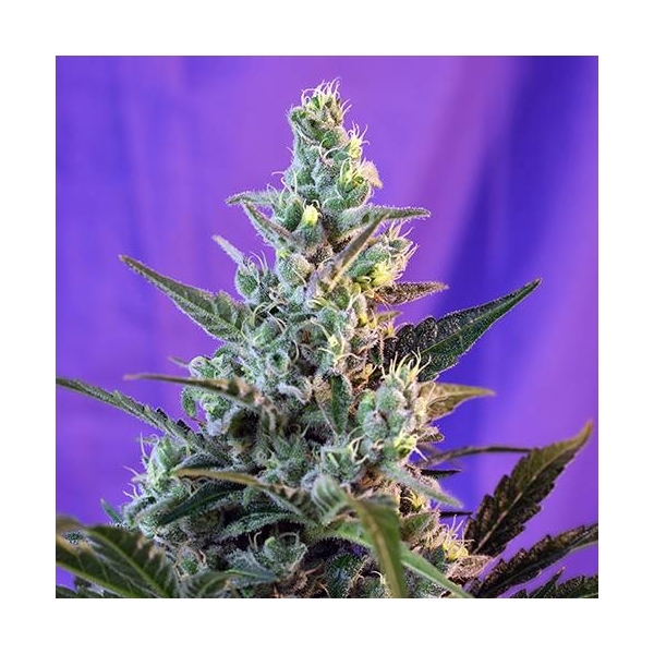 Sweet Skunk Auto (Sweet Seeds) feminizada