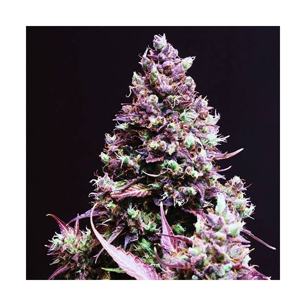 Cream Caramel Auto (Sweet Seeds) feminizada
