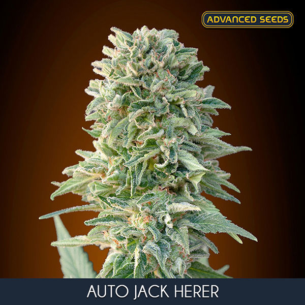 Auto Jack Herer feminizada (Advanced Seeds)