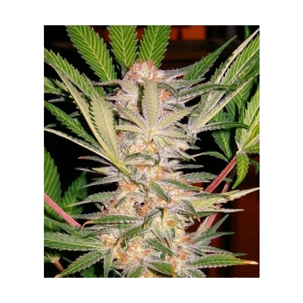 S.A.D. S1 (Sweet Seeds) feminizada