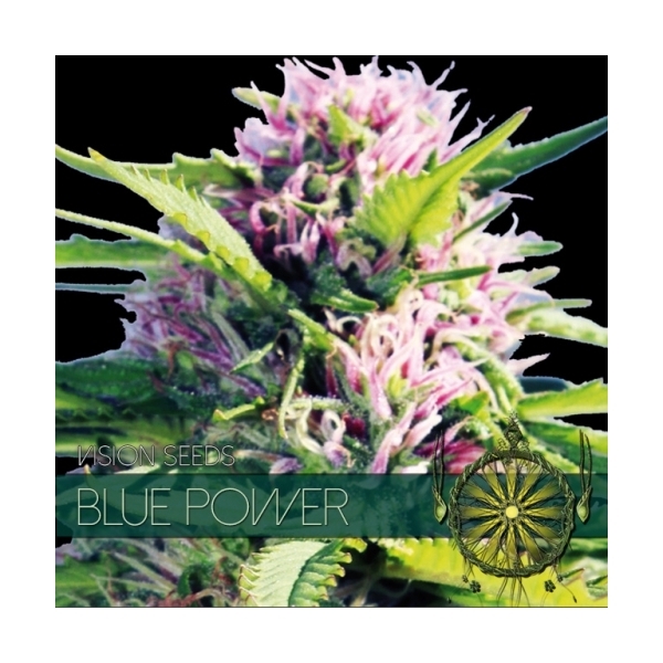 Blue Power (Vision Seeds) feminizada