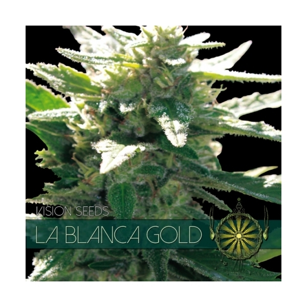 La Blanca Gold (Vision Seeds) feminizada