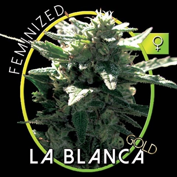 La Blanca Gold (Vision Seeds) feminizada