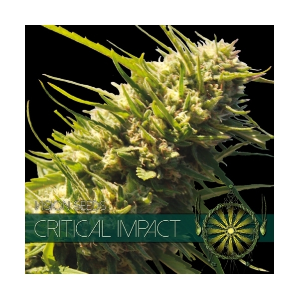 Critical Impact (Vision Seeds) feminizada