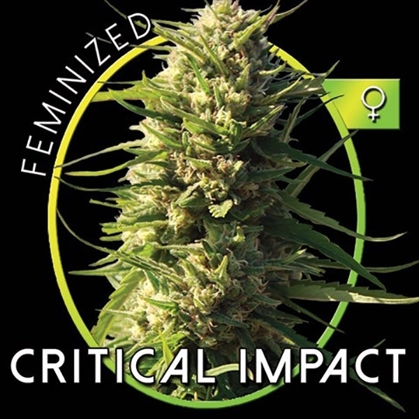Critical Impact (Vision Seeds) feminizada