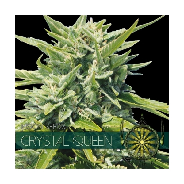 Crystal Queen (Vision Seeds) feminizada