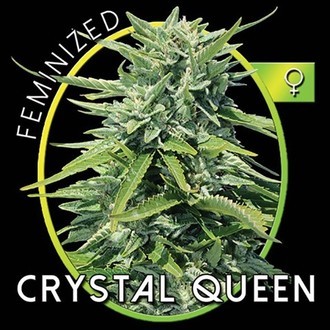 Crystal Queen (Vision Seeds) feminizada