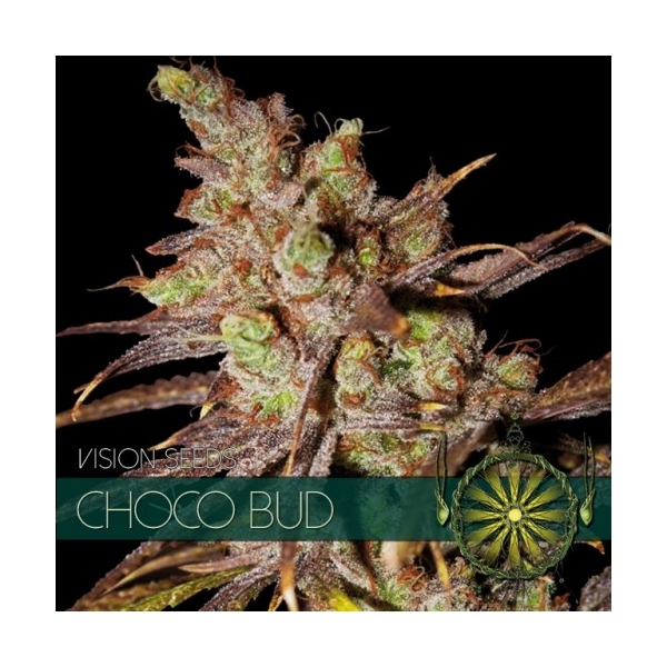 Choco Bud (Vision Seeds) feminizada