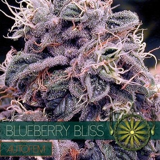 Blueberry Bliss Autoflorescente (Vision Seeds) Feminizada