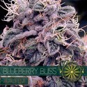 Blueberry Bliss Autoflorescente (Vision Seeds) Feminizada